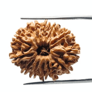 Twelve Mukhi Rudraksha