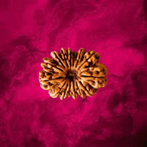 15 Mukhi Rudraksha
