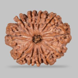 Eleven Mukhi Rudraksha