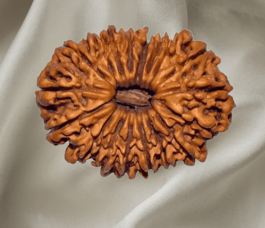 18 Mukhi Rudraksha