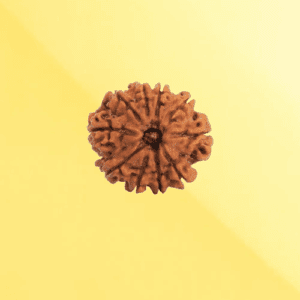 Ten Mukhi Rudraksha