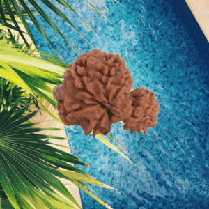 Garbh Gauri Rudraksha