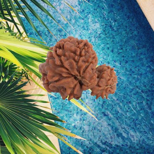 Garbh Gauri Rudraksha