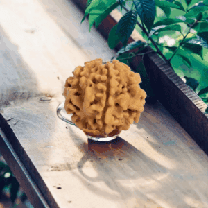 1 Mukhi Rudraksha