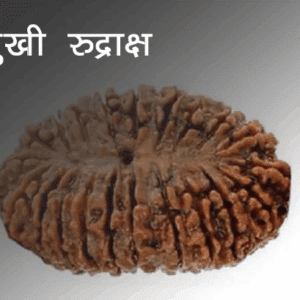 21 Mukhi Rudraksha