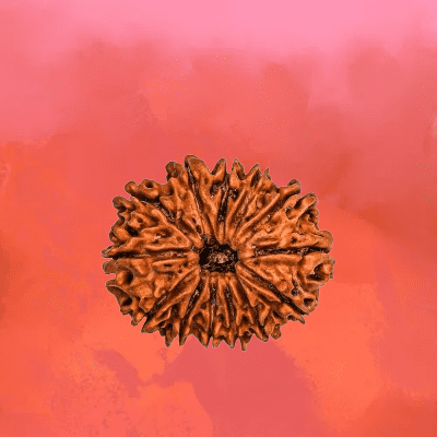 13 Mukhi Rudraksha