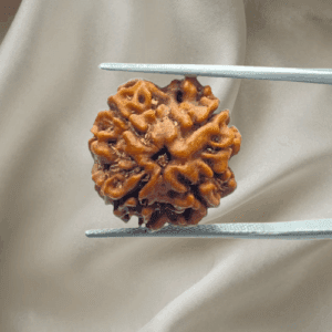 4 Mukhi Rudraksha