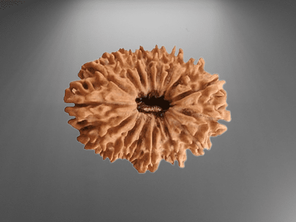 16 Mukhi Rudraksha