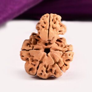 Savar Naag Rudraksha