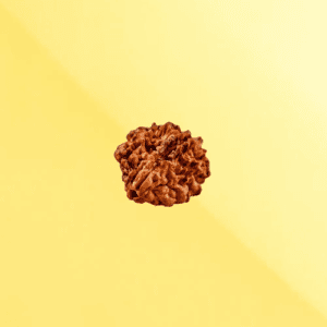 2 Mukhi Rudraksha