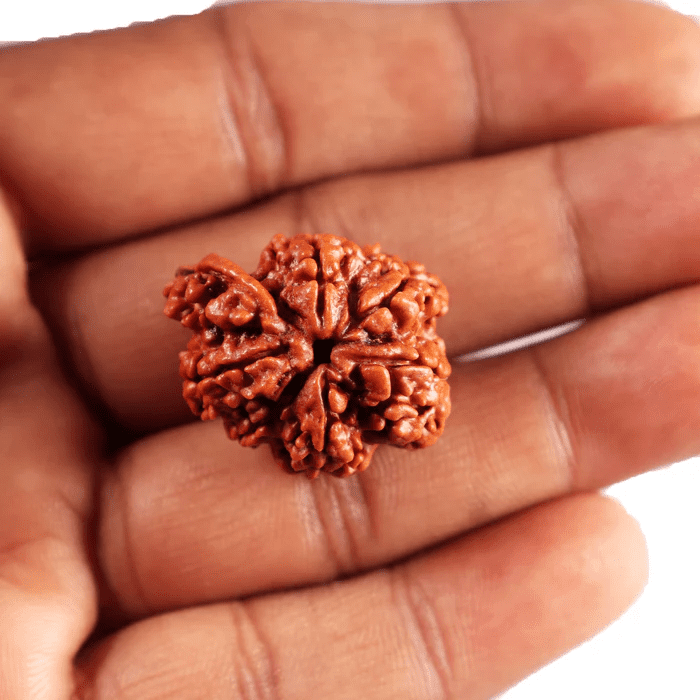 Ganesh Rudraksha