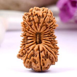 19 Mukhi Rudraksha